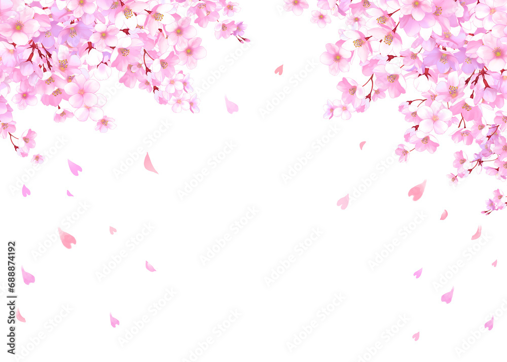 桜と舞い散る花びらのフレーム　桜吹雪　飾り枠　素材　お花見　入学　卒業　入園　卒園　ひな祭り　ひなまつり　白背景　白バック
