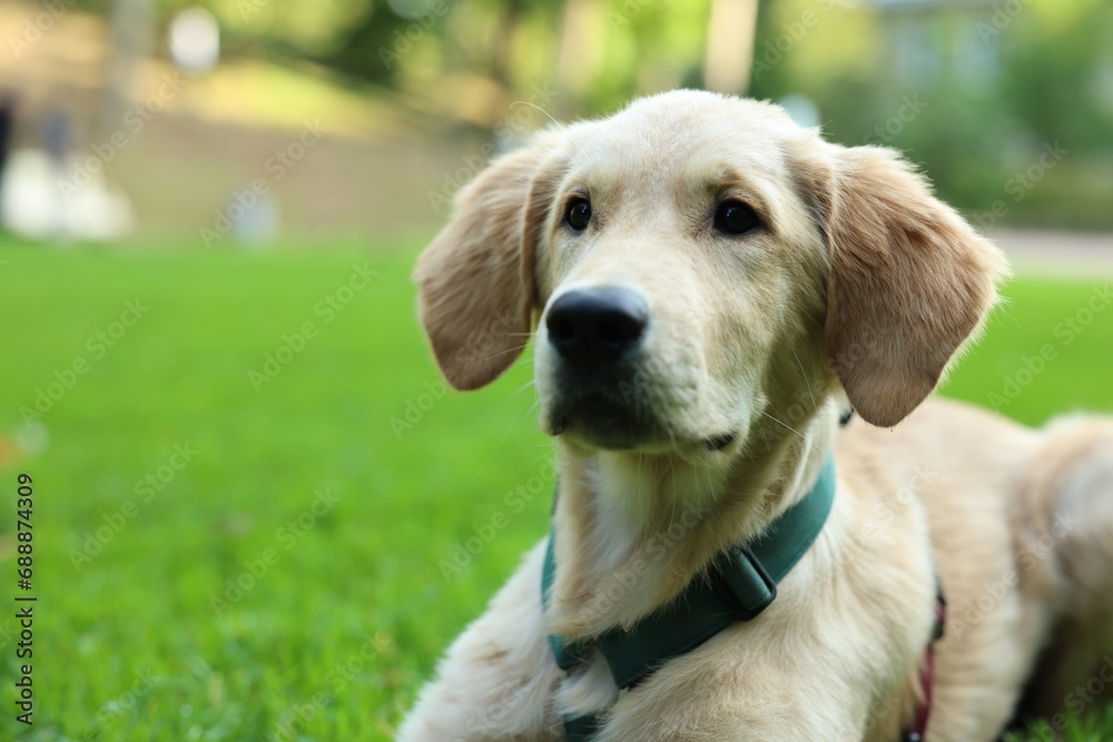 Cute Labrador Retriever puppy lying on green grass in park, closeup. Space for text Cute Labrador Retriever puppy lying on green grass in park, closeup. Space for text