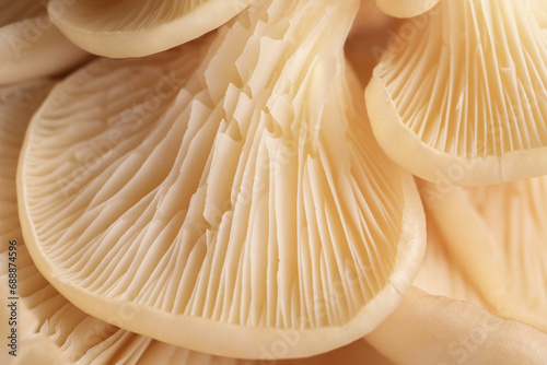 Valokuvatapetti Macro view of fresh oyster mushrooms as background
