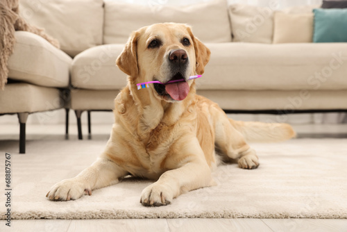 Cute dog with toothbrush in mouth at home. Animal oral hygiene