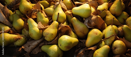 Decaying pears during Czech fruit harvest in Europe.