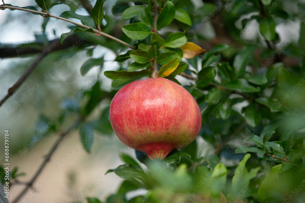 Close-up of pomegranate fruit. Pomegranates hanging on the tree branches in garden in Greece. Greek pomegranate. Close-up of pomegranate fruit. Pomegranates hanging on the tree branches in garden in Greece. Greek pomegranate.