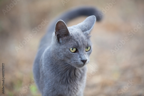 Bilde på lerret Portrait of Beautiful stray grey cat similar to russian blue breed is sitting on the street