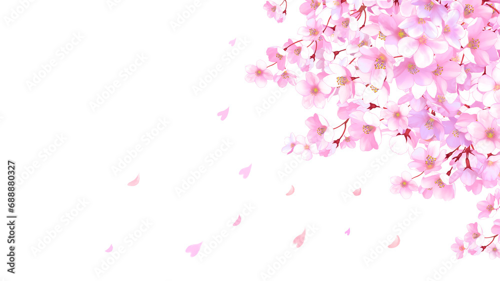 桜と舞い散る花びらのフレーム　桜吹雪　飾り枠　素材　お花見　入学　卒業　入園　卒園　ひな祭り　ひなまつり　白背景　白バック　16:9
