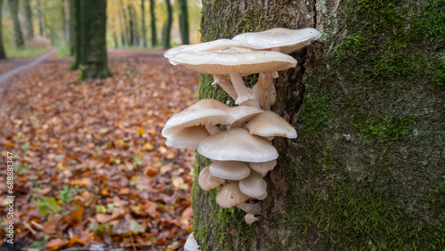 Mushrooms on the Tree in the Forest