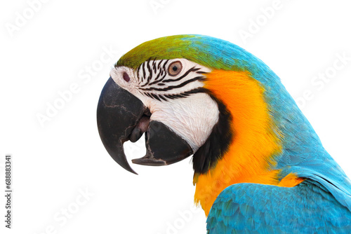 Close-up of a beautiful macaw parrot isolated on transparent background png file