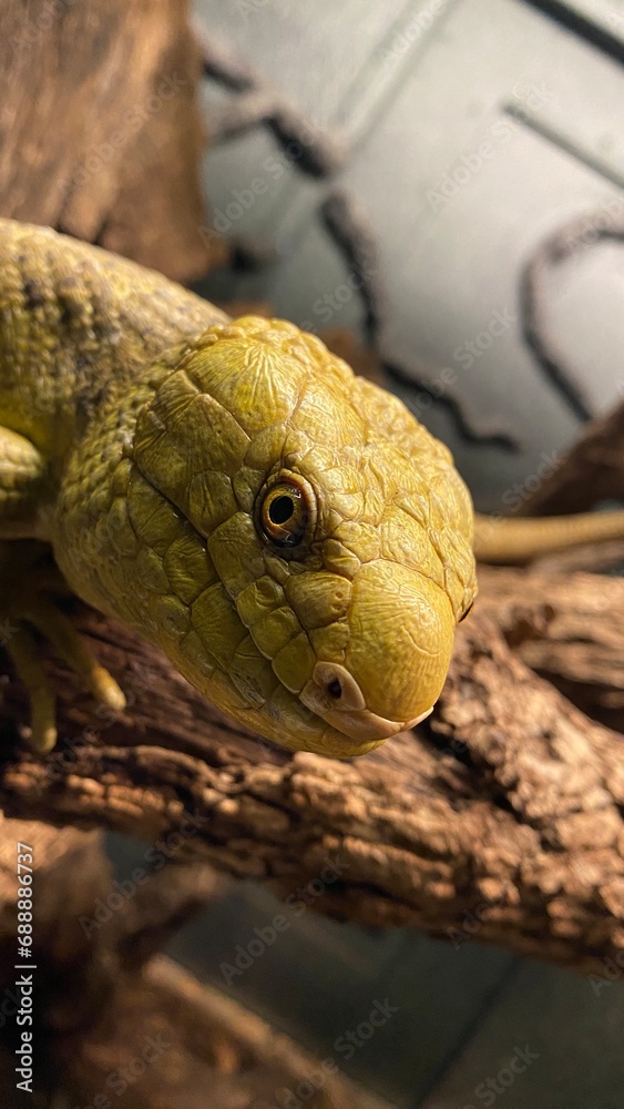 Fototapeta premium Prehensile-tailed skink - Corucia zebrata - animal