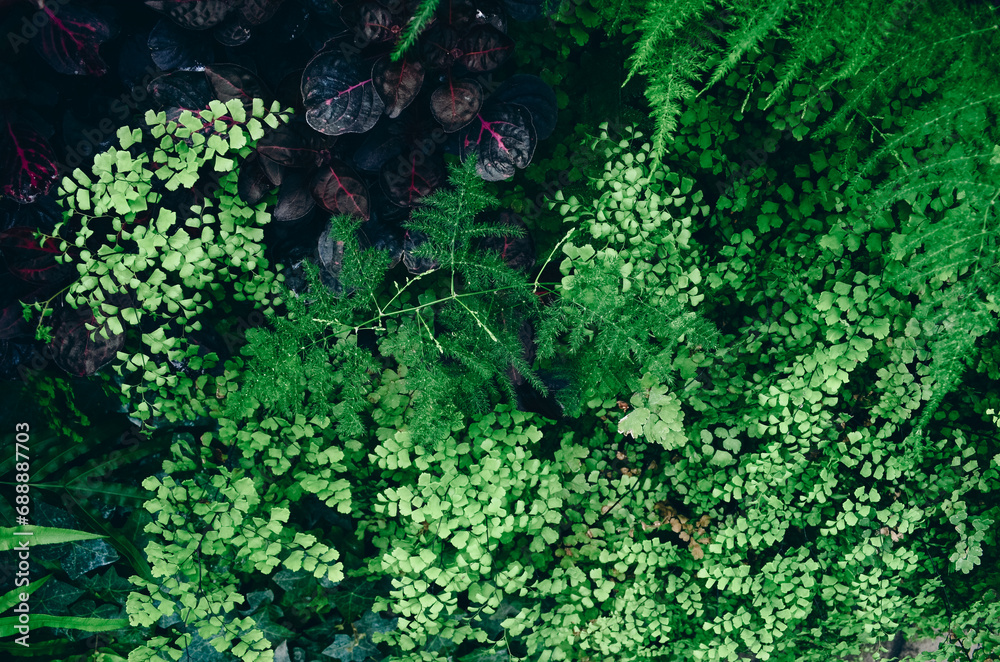 Natural deep green fern background