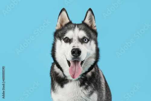 Fototapeta Naklejka Na Ścianę i Meble -  Adorable Husky dog on blue background