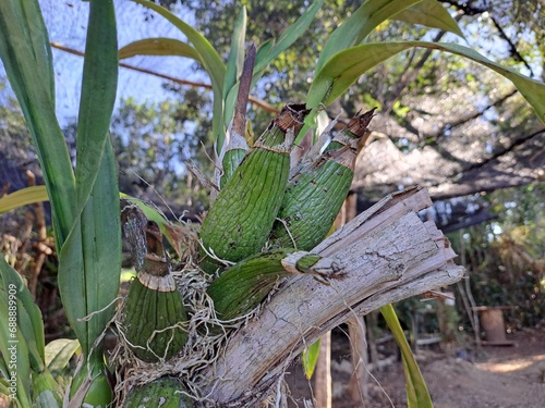 Orquídea sobre arbol en Quintana Roo photo