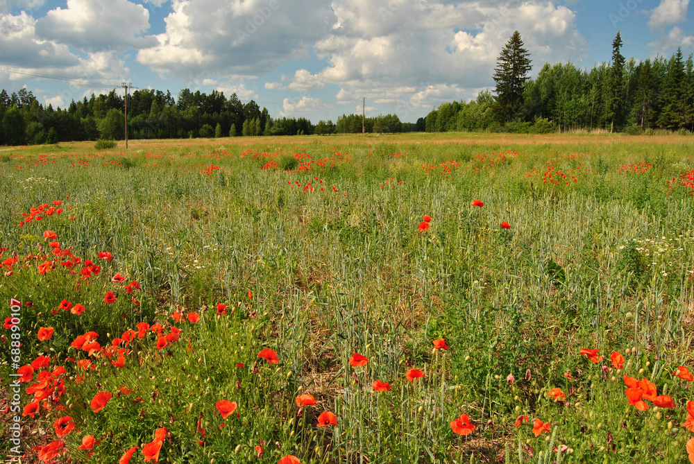 Poppies in a field in Tukums, Latvia