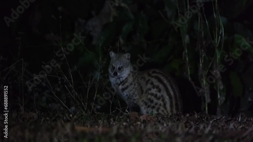 Facing the camera then turns its head to the left as the camera zooms out, Small Indian Civet Viverricula indica, Thailand photo