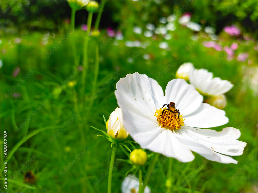 Obraz premium bee on camomile