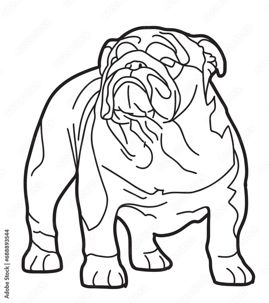 bulldog isolated on white bulldog isolated on white
