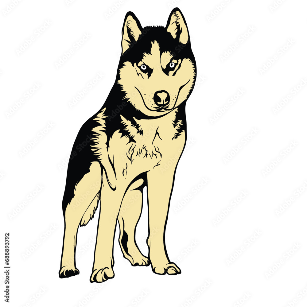black and white wolf black and white wolf