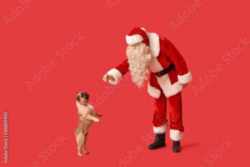 Santa Claus and French bulldog on red background © Pixel-Shot