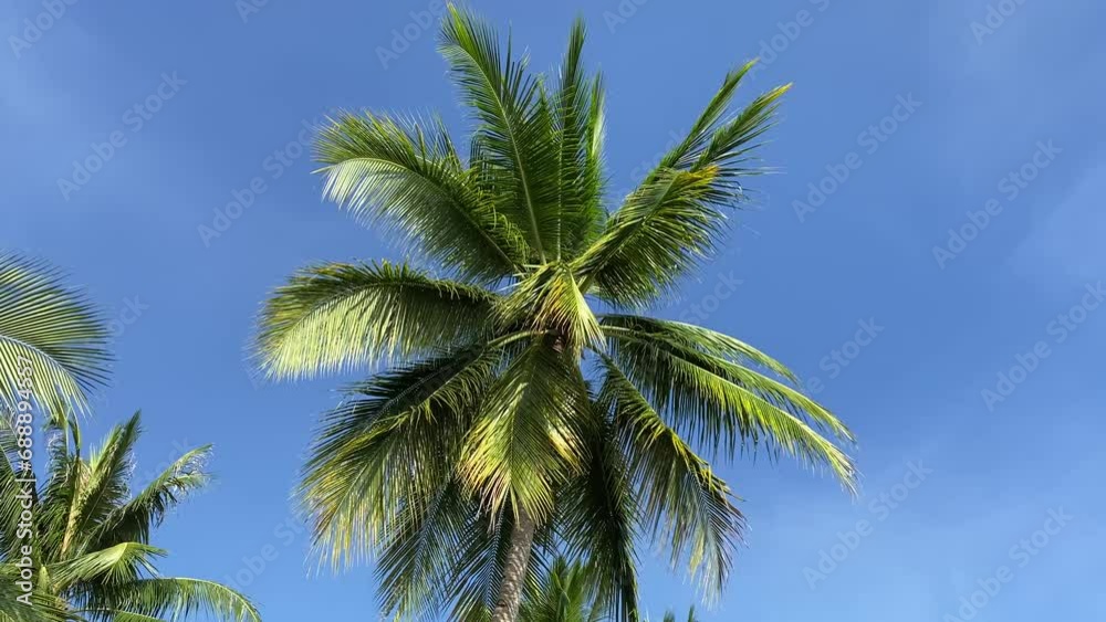 Palm trees sway in the wind against a blue sky with clouds. A tropical forest Palm trees sway in the wind against a blue sky with clouds. A tropical forest