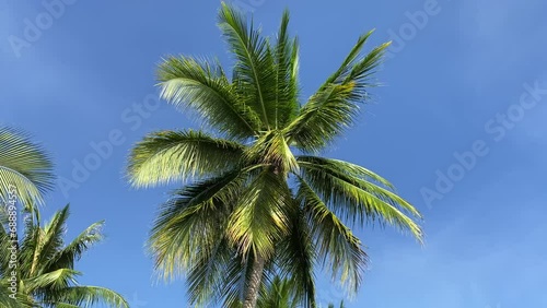 Wallpaper Mural Palm trees sway in the wind against a blue sky with clouds. A tropical forest Torontodigital.ca