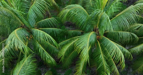 Aerial footage of coconut trees in field photo