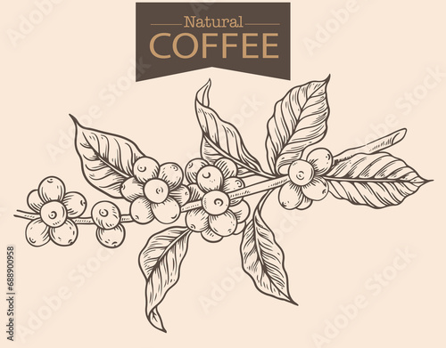 Banner and brochure template of coffee tree and farmer on sketch ink drawing for label packaging, sticker, poster, promotion, banner, t-shirt, tote bag, stamp.