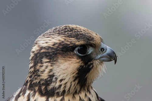 Close up image of a Peregrine falcon eating a crickit.