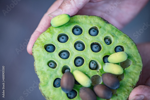 Lotus seeds and chicken head rice harvested in autumn photo