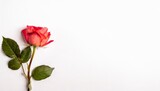 A rose placed on the left side of the screen. White background, top view