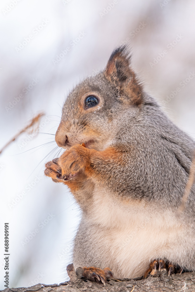 Fototapeta premium The squirrel with nut sits on tree in the winter or late autumn