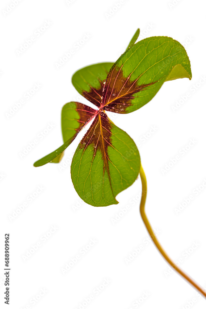 Trèfle à quatre feuilles sur fond blanc Trèfle à quatre feuilles sur fond blanc
