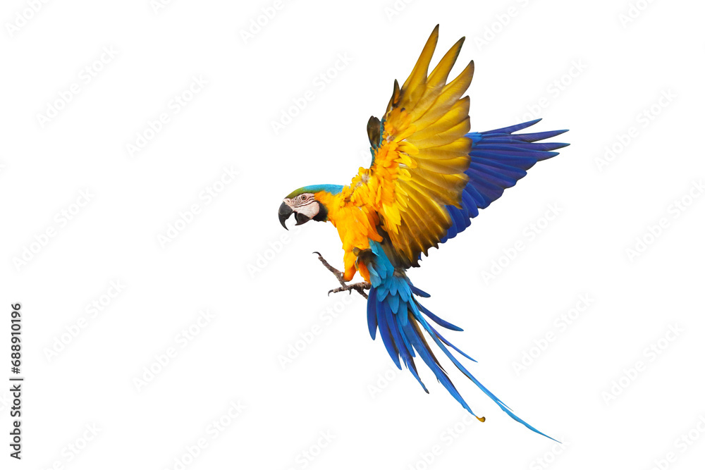 Fototapeta premium Colorful flying parrot isolated on transparent background png file
