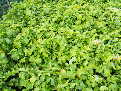 Vegetables in a country field