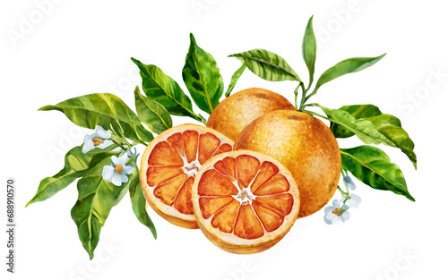 Ripe fresh Juicy tangerines with leaves, watercolor illustration, isolated on white background photo