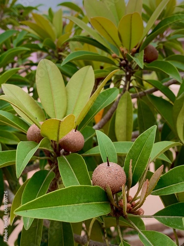 Sapodilla, chicoo fruit tree in the pot  photo