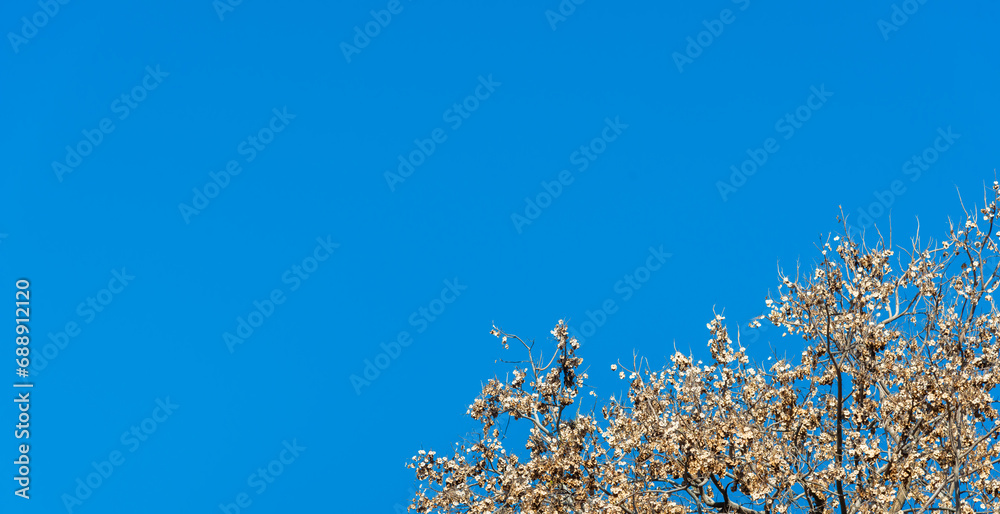 Beautiful blue sky.Dry leaves In front. Selective focus. Beautiful blue sky.Dry leaves In front. Selective focus.
