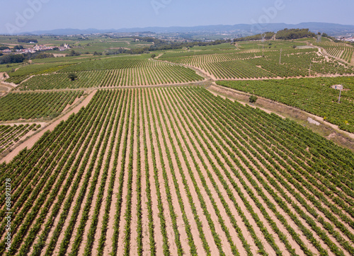 View from drone of plantation of grapevines at summer day in Penedes  Catalonia