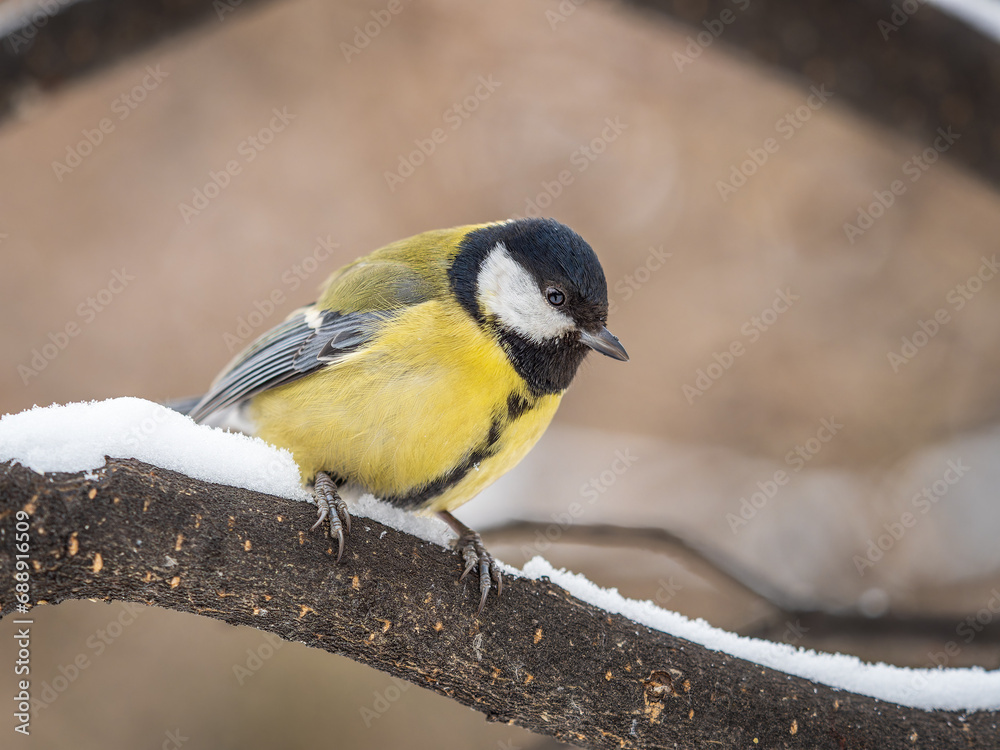 Cute bird Great tit, songbird sitting on a branch without leaves in the autumn or winter. Cute bird Great tit, songbird sitting on a branch without leaves in the autumn or winter.