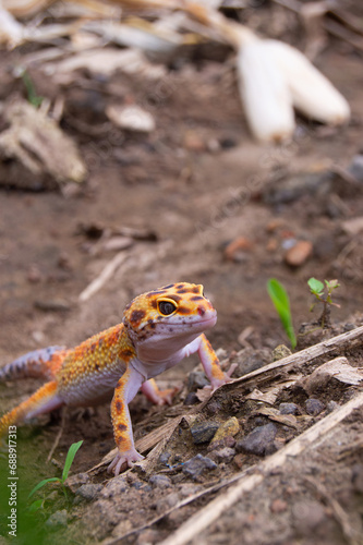 shot on an orange leopard gecko playing on the ground