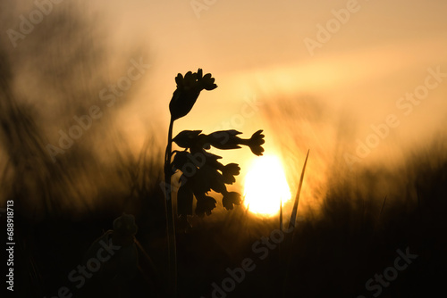 Flower silhouette in grass with orange sunset in the background on a spring evening in Potzbach, Germany. photo