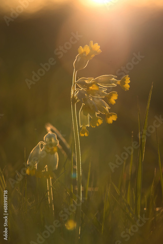 Sun shining on yellow flowers in grass at sunset on a spring evening in Potzbach, Germany.