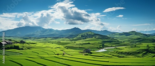 An elongated and verdant rice field from above..