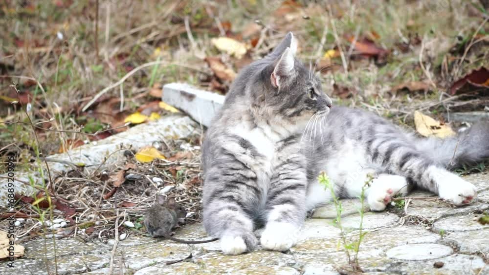 Cat playing with mouse. A grey and white cat exhibits natural instincts as it plays with a mouse in a garden, showcasing feline behavior in an outdoor setting. Cat playing with mouse. A grey and white cat exhibits natural instincts as it plays with a mouse in a garden, showcasing feline behavior in an outdoor setting.