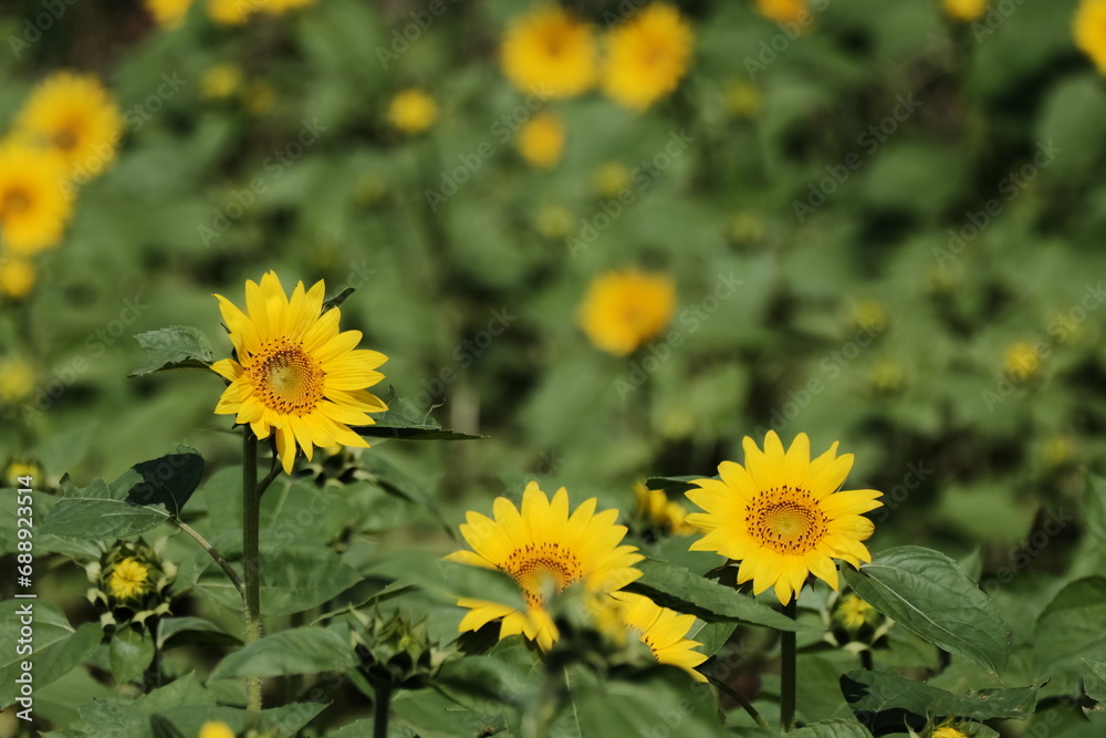 Obraz premium ヒマワリの花畑