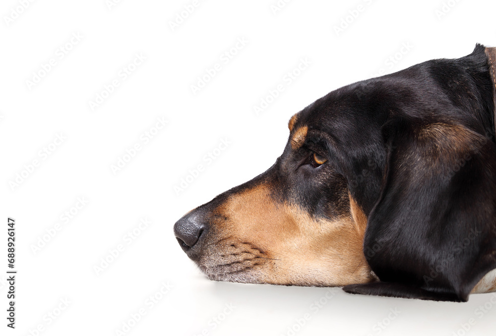 Large dog head side profile. Close up of relaxed extra large puppy dog resting with head on ground looking at something. Male Bluetick Coonhound or Coon dog. Selective focus. White background.