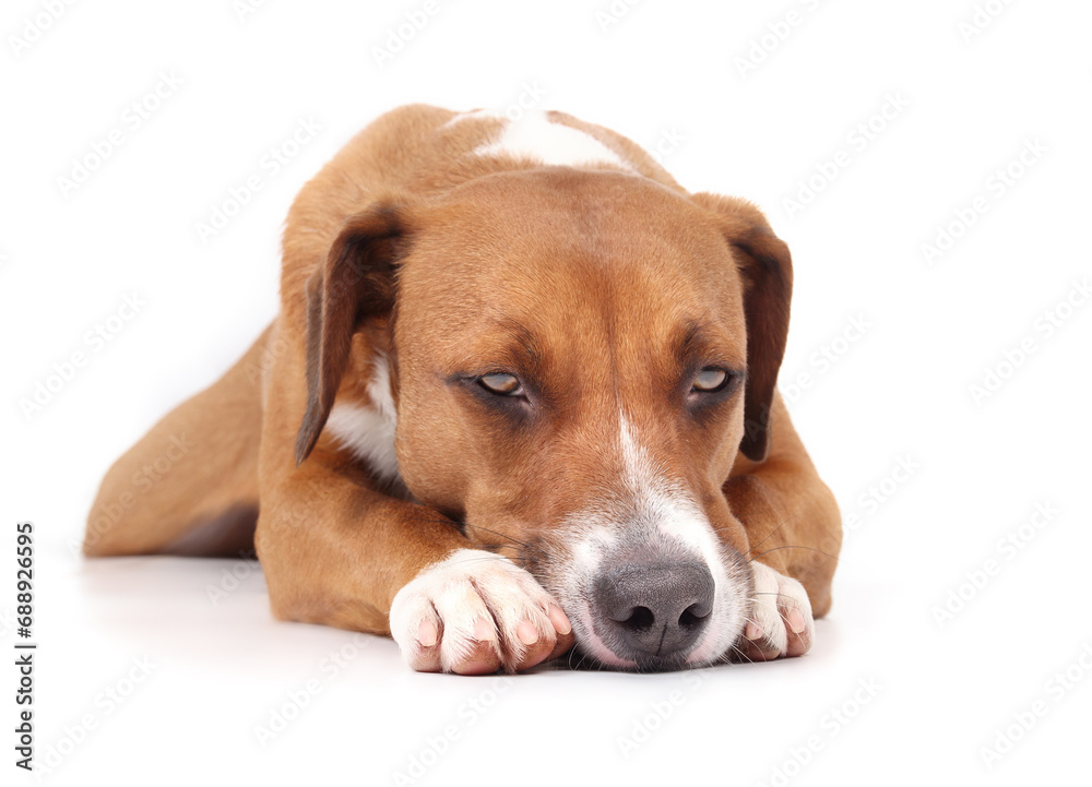 Isolated dog lying with head on paws. Cute puppy dog with relaxed, tired, sad or depressed body language. 2 years old female Harrier mix dog, medium size, brown. Selective focus. White background. Isolated dog lying with head on paws. Cute puppy dog with relaxed, tired, sad or depressed body language. 2 years old female Harrier mix dog, medium size, brown. Selective focus. White background.