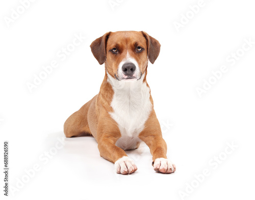 Isolated dog lying with paws stretched out. Relaxed puppy dog in funny splooting position. Serious or waiting body language. 2 years old female Harrier mix dog. Selective focus. White background.