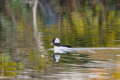 A male bufflehead at Lost Lake, near Fresno, California. photo