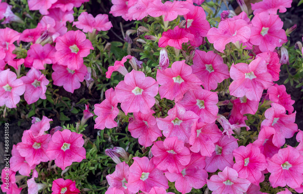 background pink petunia in a flowerbed in summer close-up background pink petunia in a flowerbed in summer close-up