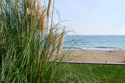 Fototapeta Naklejka Na Ścianę i Meble -  green reeds in the wind against the background of the blue sea on a sunny day