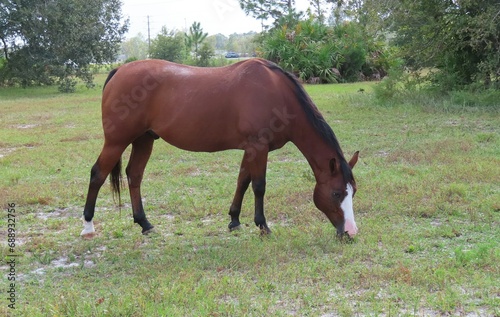 Red thoroughbred horse grazing on grass in Florida farm  closeup