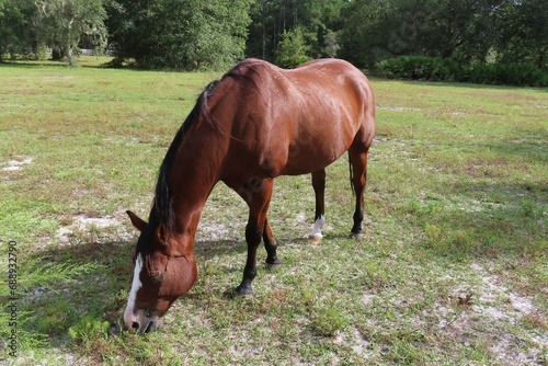 Red thoroughbred horse grazing on grass in Florida farm, closeup © natalya2015